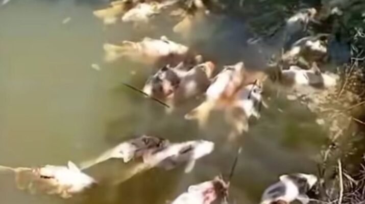 28 Ton Ikan Milik Peternak Deli Serdang Mati Diduga karena Limbah Kotoran Sapi, DLH: IPAL Tak Sesuai